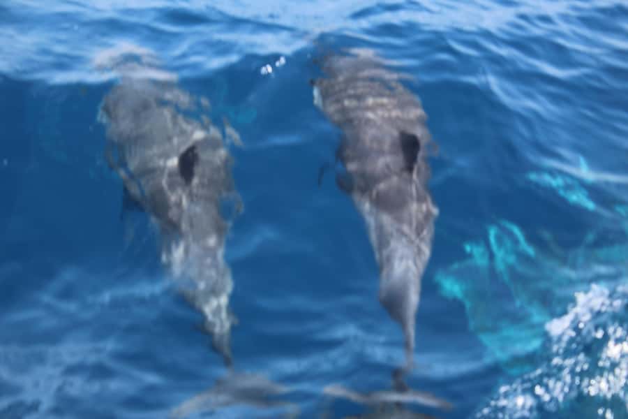 Sal Island: Catamaran cruises on Sal Island - Monte Leão and the Murdeira Bay swimming stop