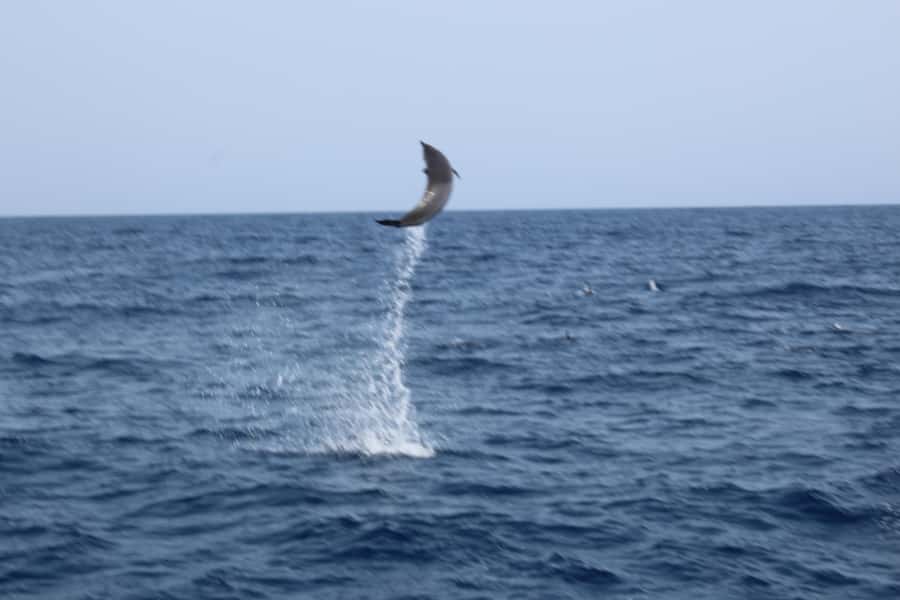 Sal Island: Catamaran cruises on Sal Island - What to bring for a comfortable day