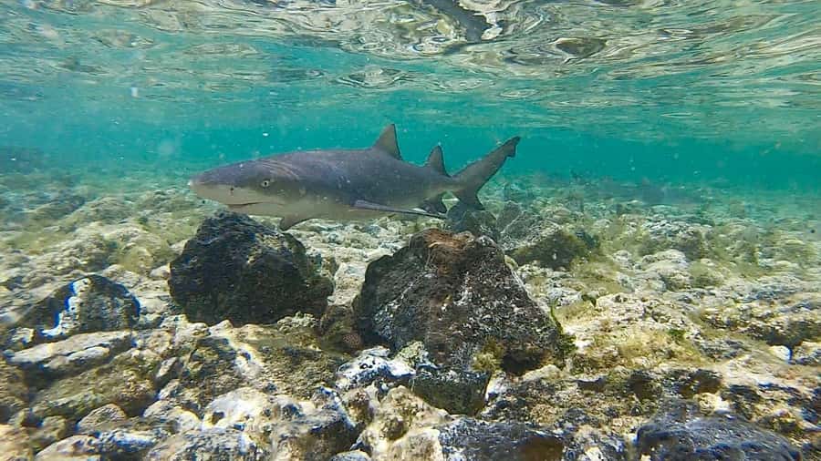 Lemon sharks in the shallows off Sal, Cape Verde