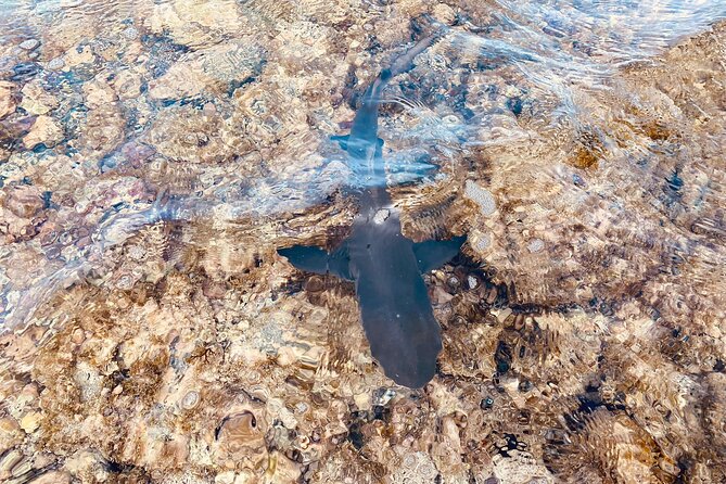 Sal island: Salt Lake Tour, Shark bay & Pedra de Lume Village - Shark Bay and the lemon sharks