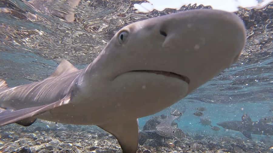 Sal Island: Shark Bay Experience from Santa Maria - Meeting Sal’s lemon sharks in shallow water