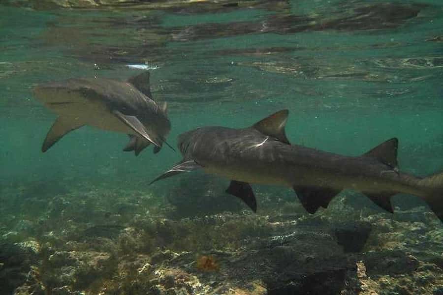 Sal Island: Shark Bay Experience from Santa Maria - FAQ