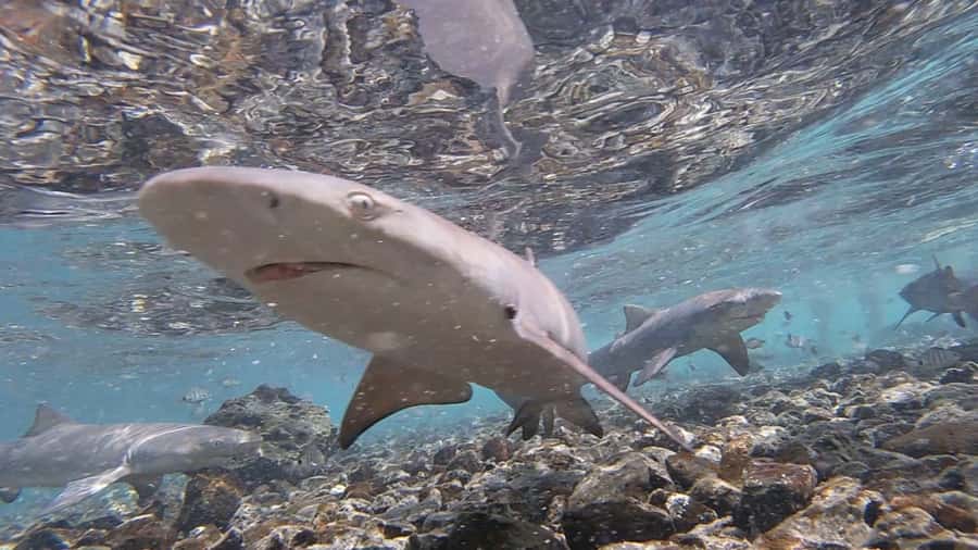 Sal Island: Shark Bay Experience from Santa Maria - The drive from Santa Maria to Shark Bay
