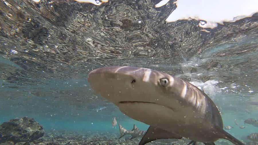 Sal Island: Shark Bay Experience from Santa Maria - Watching from shore or entering the water
