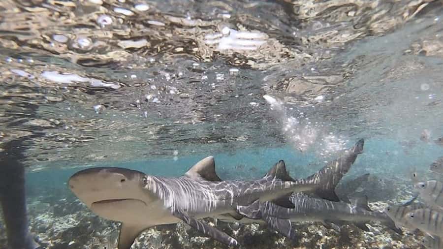Sal Island: Shark Bay Experience from Santa Maria - About an hour with the sharks