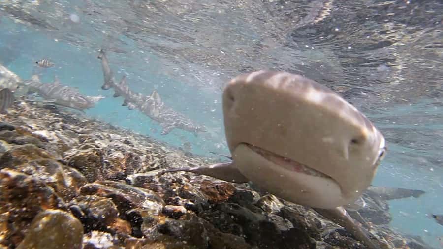 Sal Island: Shark Bay Experience from Santa Maria - What you are likely to see