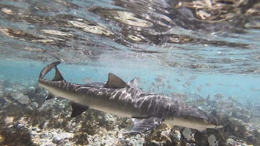 Sal Island: Shark Bay Experience from Santa Maria - Who should book this Shark Bay experience?