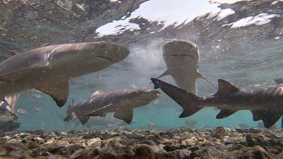 Sal Island: Shark Bay Experience from Santa Maria - Crossing the rocks with supplied water shoes