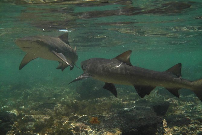 Sal Island: Shark Bay Shark Watching Experience from Santa Maria - Shark Bay at a glance