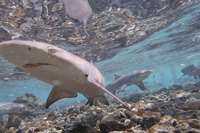 Sal Island: Shark Bay Shark Watching Experience from Santa Maria - From Santa Maria to Sal’s eastern shore