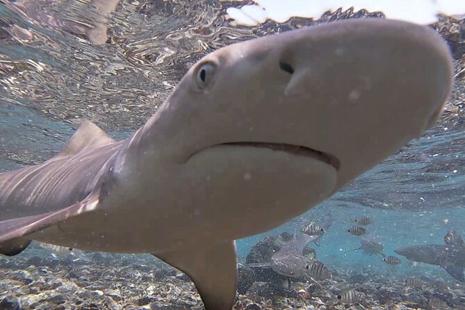 Sal Island: Shark Bay Shark Watching Experience from Santa Maria - Shore viewing or a close look in the water