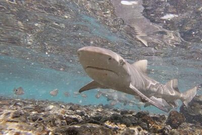 Shark Bay Shark Watching Experience from Santa Maria