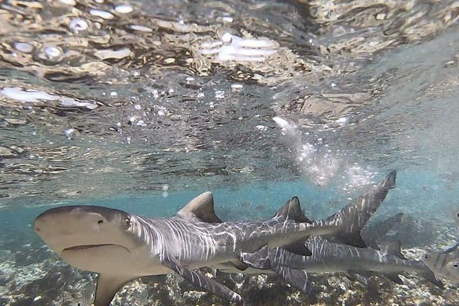 Sal Island: Shark Bay Shark Watching Experience from Santa Maria - What the guides add to the visit