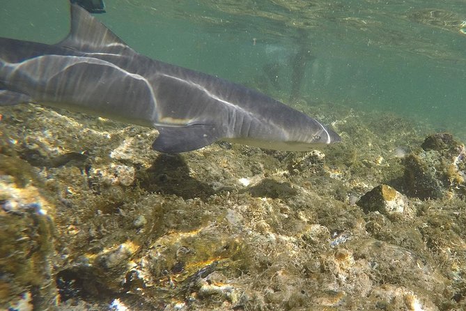 Sal Island: Shark Bay Shark Watching Experience from Santa Maria - Is $34.89 good value?