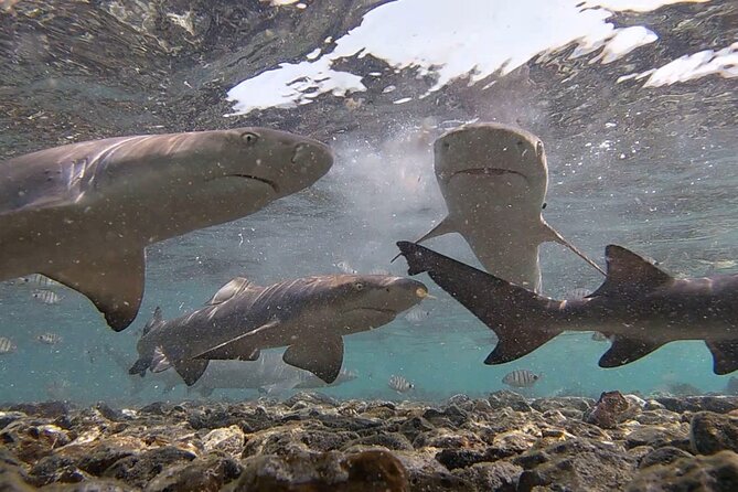 Sal Island: Shark Bay Shark Watching Experience from Santa Maria - What to bring and what to wear