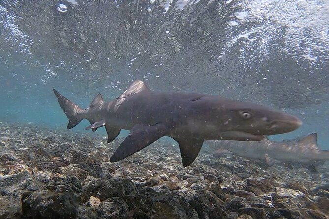 Sal Island: Shark Bay Shark Watching Experience from Santa Maria - Who will enjoy this most