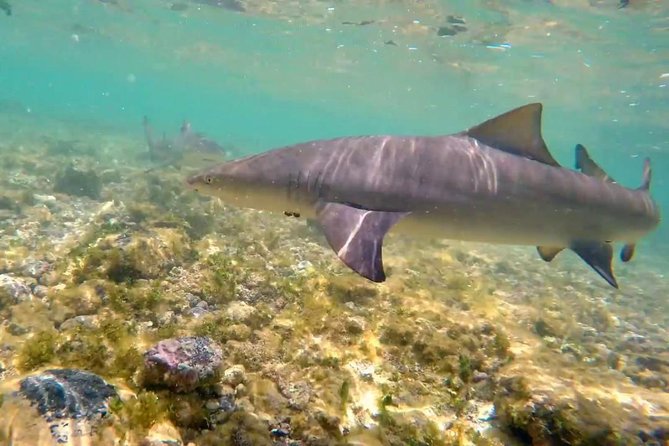 Sal Island: Shark Bay Shark Watching Experience from Santa Maria - Cancellation and booking details