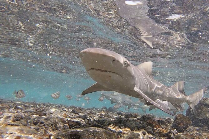 Sal Island: Shark Bay Shark Watching Experience from Santa Maria - Walking into the lemon shark nursery