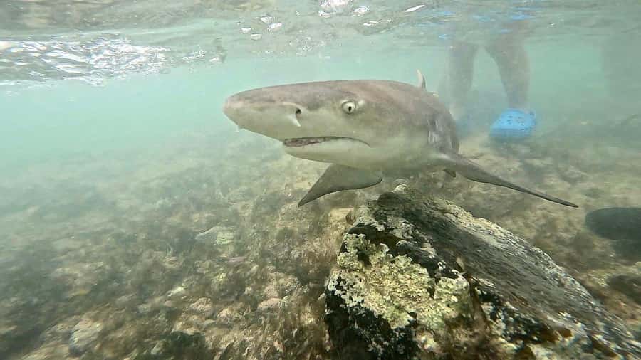 Sal Island tour: Blue Eye, Salt Lake, Sharks w/ Local Guide - Pedra de Lume lets you float inside a volcano
