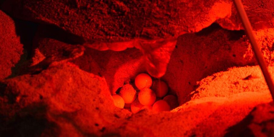 Sal Island: Turtle Watching Experience - Why Sal’s turtles make this outing special