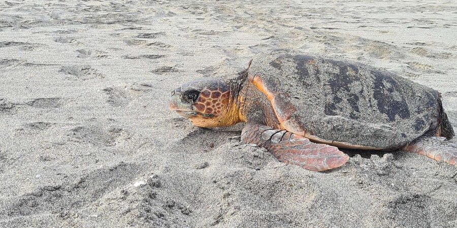 Sal Island: Turtle Watching Experience - Serra Negra and the wild eastern coast