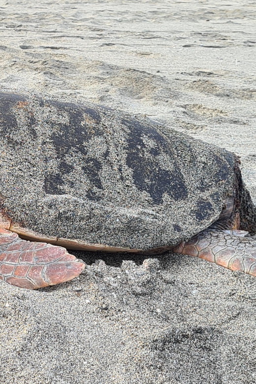 Sal Island: Turtle Watching Experience - Preparing for a dark, quiet beach visit