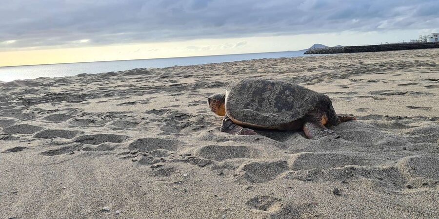 Sal Island: Turtle Watching Experience - Who will enjoy this tour most
