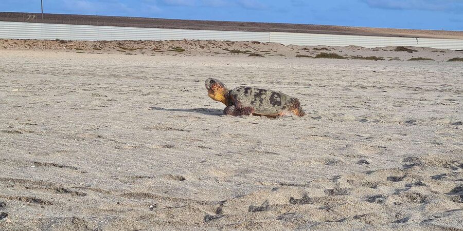 Sal Island: Turtle Watching Experience - Booking, cancellation, and practical details