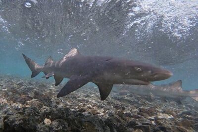 Sal Private Tour: All inclusive Salt Lake, Blue eye and Shark Bay