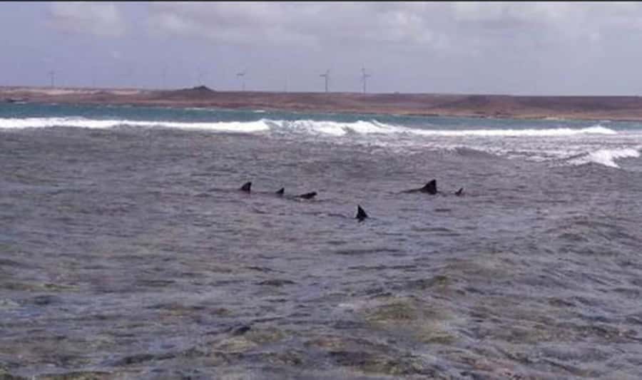 Sal Rei, Santa Monica Beach, Caves, Dunes & Shipwreck Tour - Sal Rei adds a touch of town life