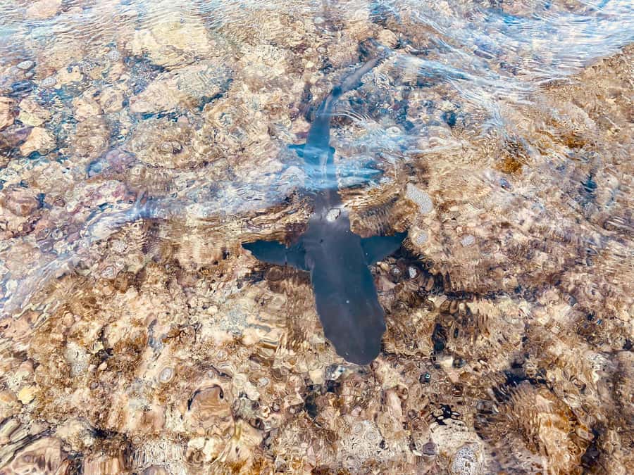 Sal: Salt Lake Tour, Shark Bay and Pedra de Lume Village - Should you book the Shark Bay and Pedra de Lume tour?