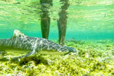 Small Group Island Tour & Lunch with a Local Family