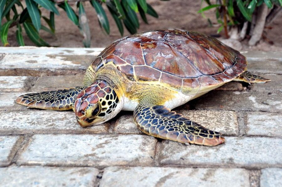 Sal: Turtle Nesting with professional local guide - Key points at a glance