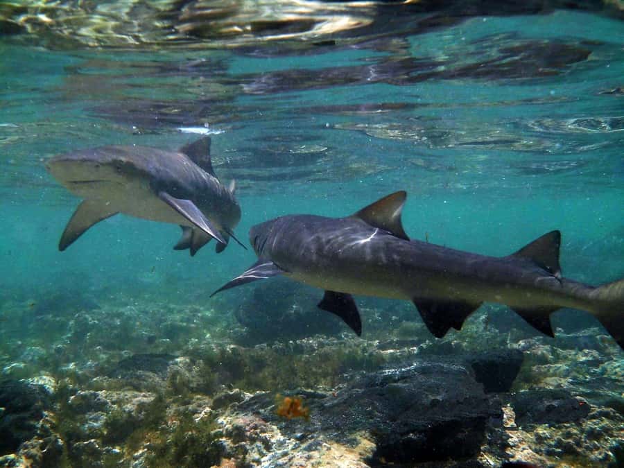 Salt Pans & Lemon Sharks Experience - Key points to know before booking