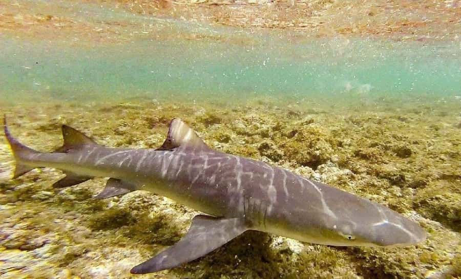 Salt Pans & Lemon Sharks Experience - Why Shark Bay is the main event