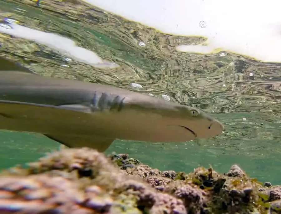 Salt Pans & Lemon Sharks Experience - Is $82 a fair price?