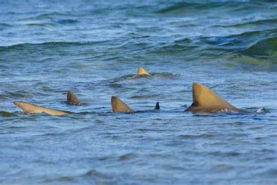 Salt Pans & Lemon Sharks Experience - What to pack for comfort