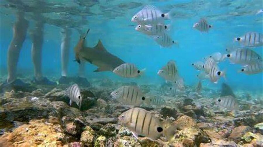 Salt Pans & Lemon Sharks Experience - Safety and respect at Shark Bay