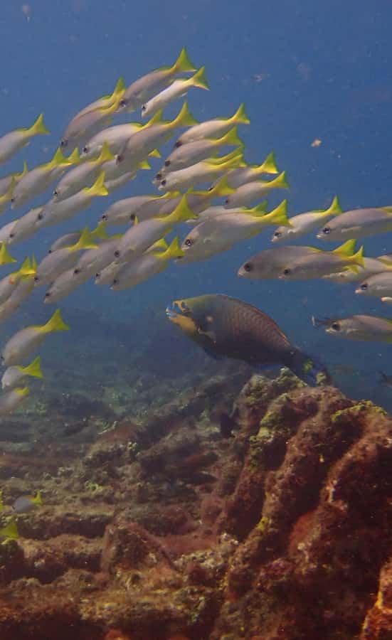 Santa Maria: Guided Snorkeling and Reef Tour - Key points before you book