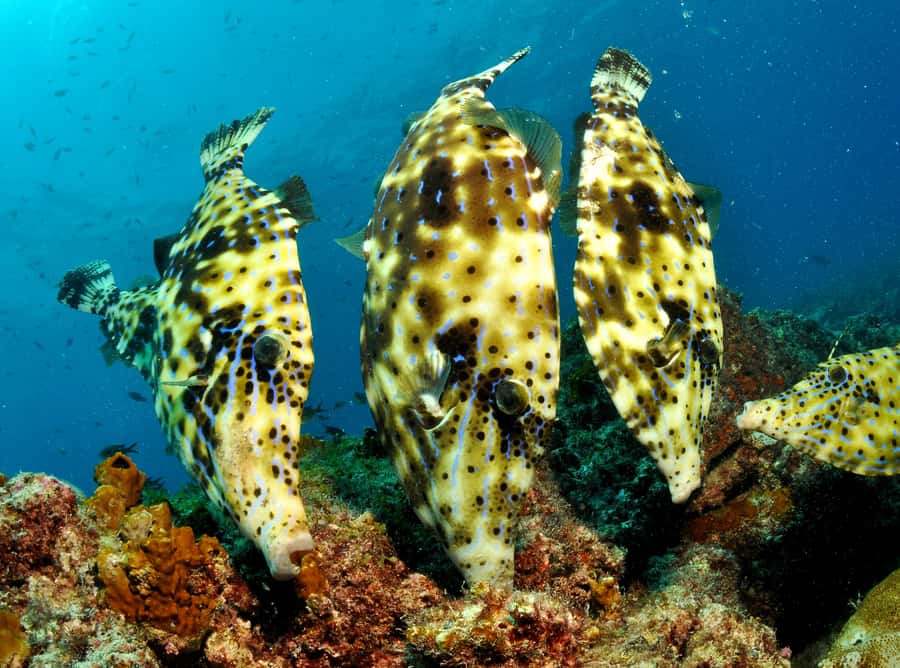 Santa Maria: Guided Snorkeling and Reef Tour - What you can see above the reef