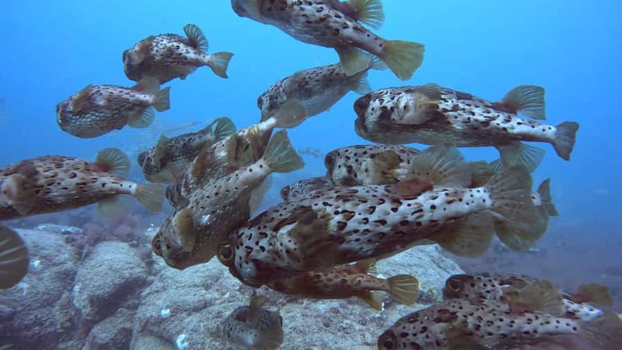 Santa Maria: Guided Snorkeling and Reef Tour - How much swimming is involved?