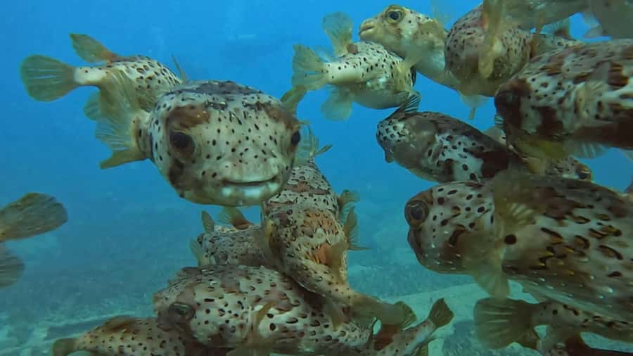 Santa Maria: Guided Snorkeling and Reef Tour - Guides, safety and the feel of the outing