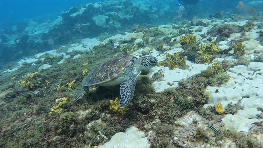 Santa Maria: Guided Snorkeling and Reef Tour - Who will enjoy this most?