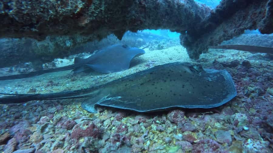 Santa Maria: Guided Snorkeling and Reef Tour - What to pack and what to leave behind