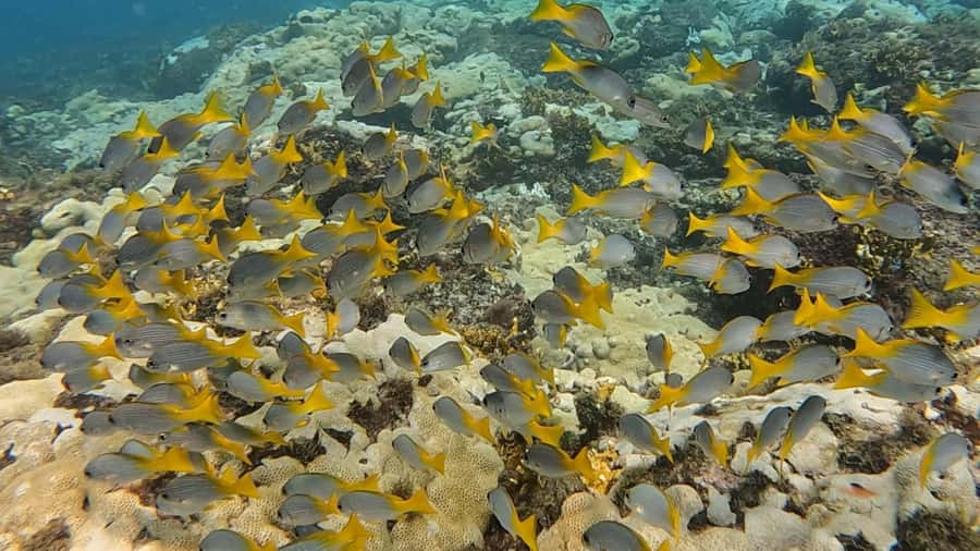 Santa Maria: Guided Snorkeling and Reef Tour - Should you book the Santa Maria reef tour?