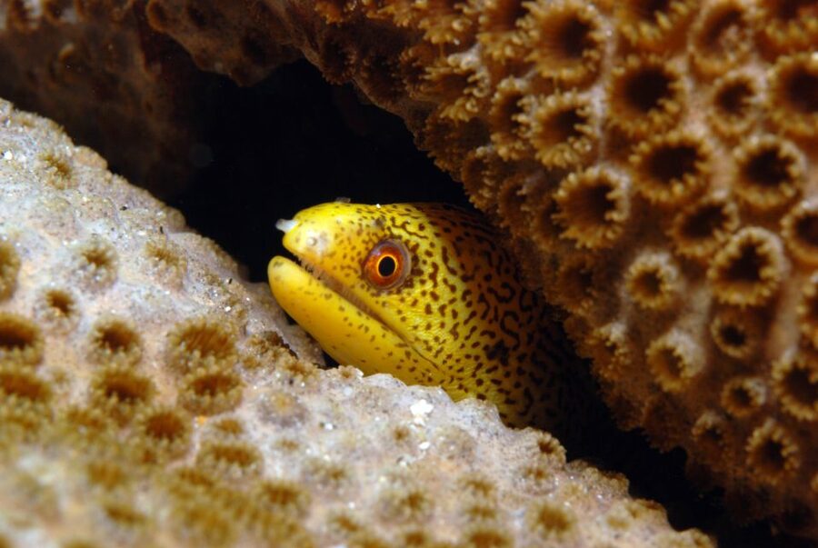 Santa Maria: Half-Day Diving Trip in Sal with Pickup - Two underwater sites before lunch