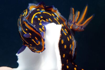 Half-Day Diving Trip in Sal with Pickup