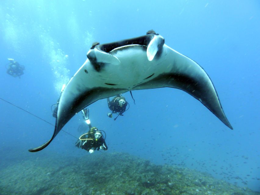 Santa Maria: Half-Day Diving Trip in Sal with Pickup - How this compares with a full-day scuba plan