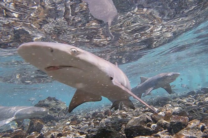 Santa Maria, Sal: All inclusive Salt Lake, Blue Eye and Shark Bay - What the pace feels like