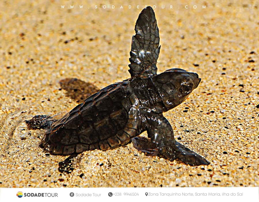 Santa Maria: Sal Island Sea Turtle Watching Experience - Key points to know before booking